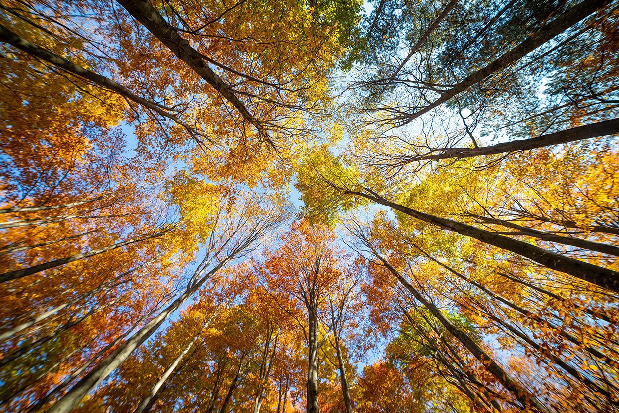 Mooiste Herfstbomen Bomen Met Rode Herfstkleuren