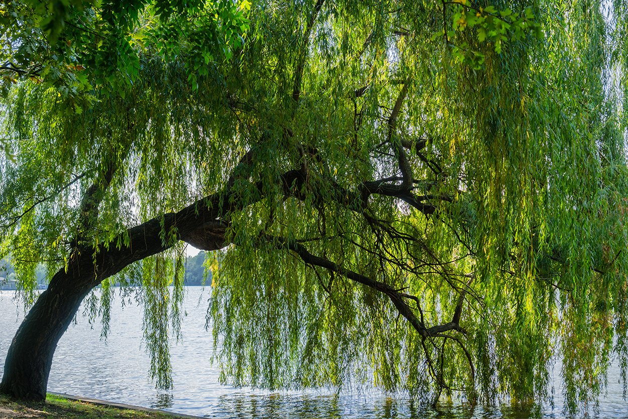 Alles over treurbomen