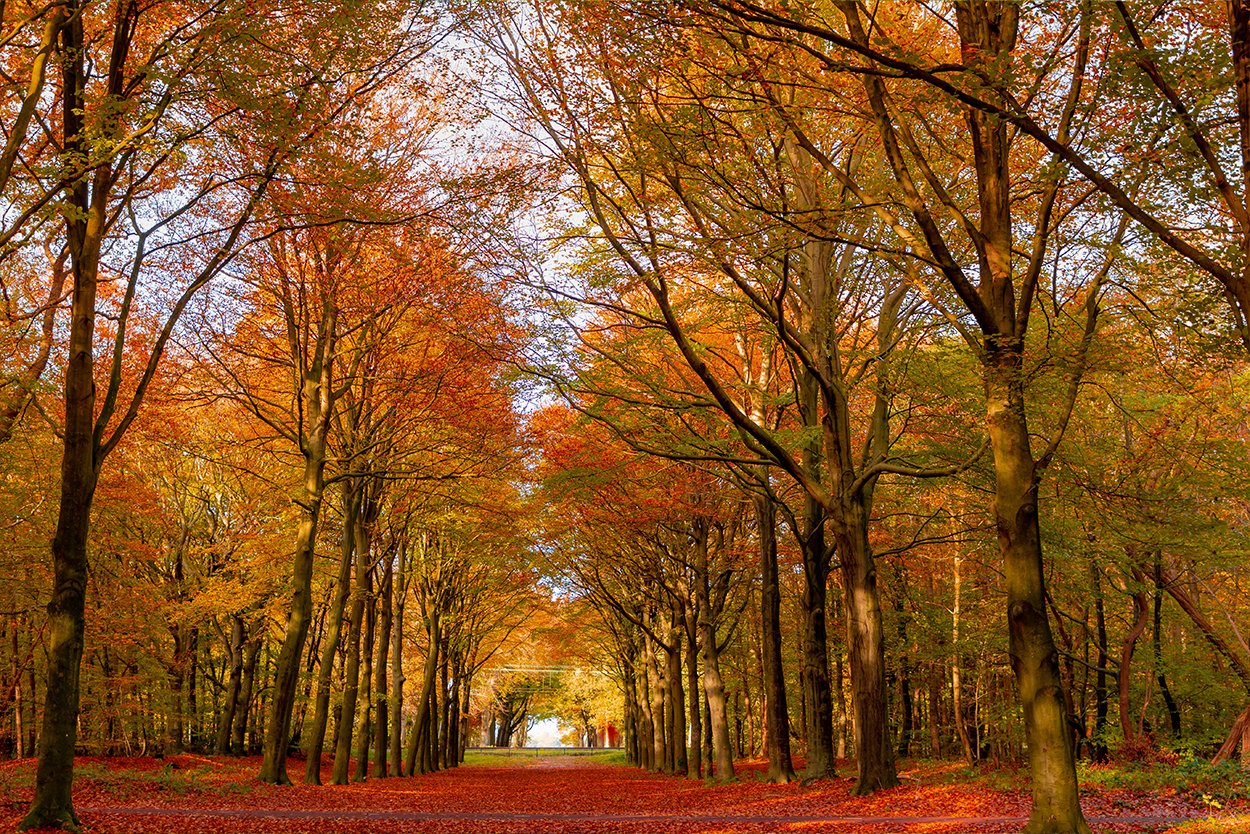 Bomen in de herfst
