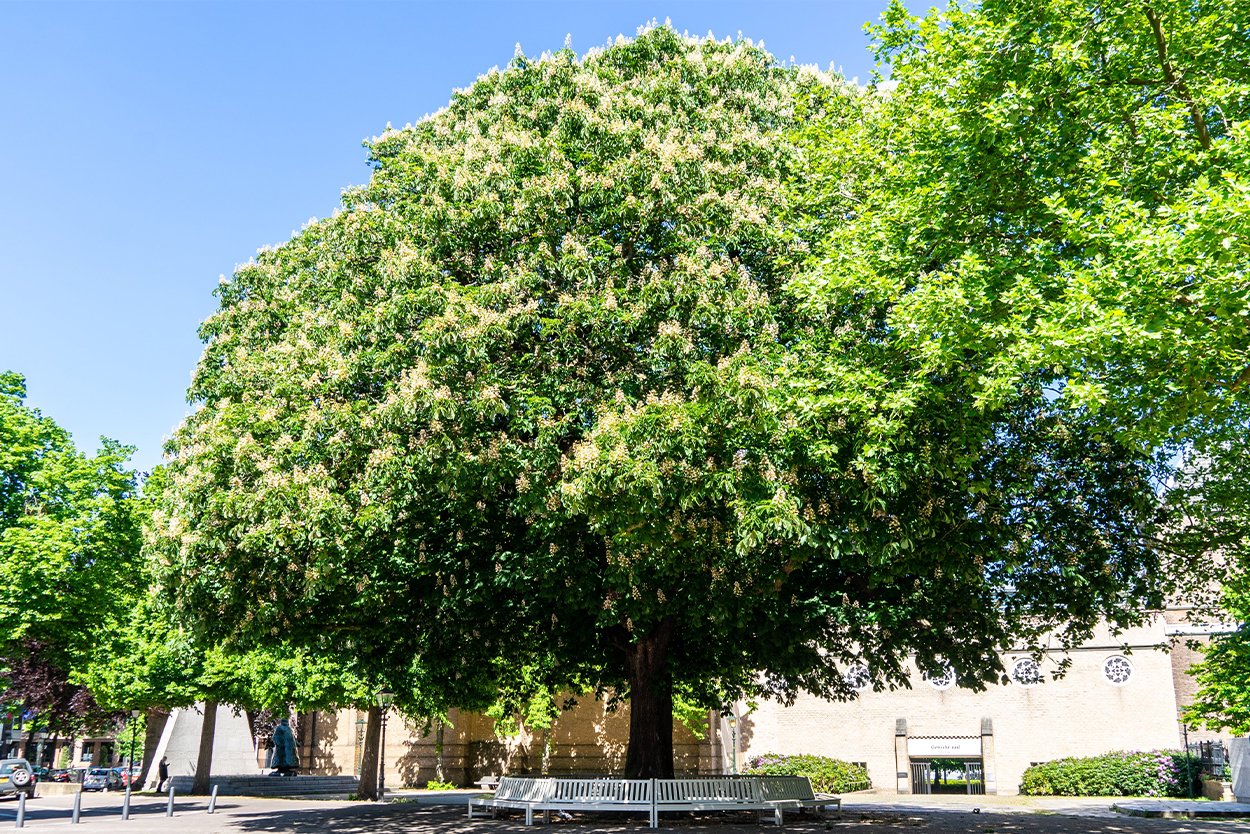Bomen met een verhaal