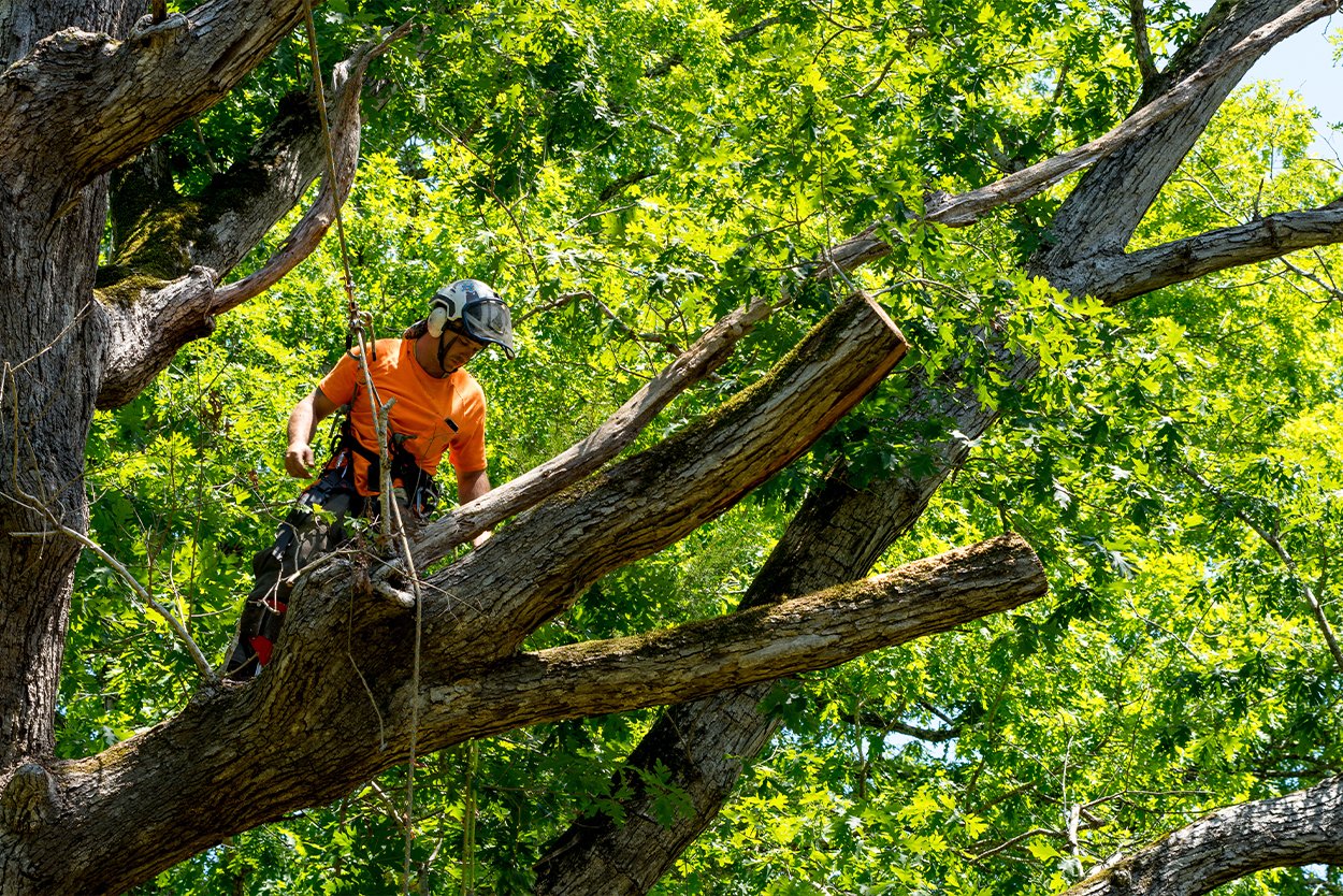 Bomenkap en hergebruik van hout