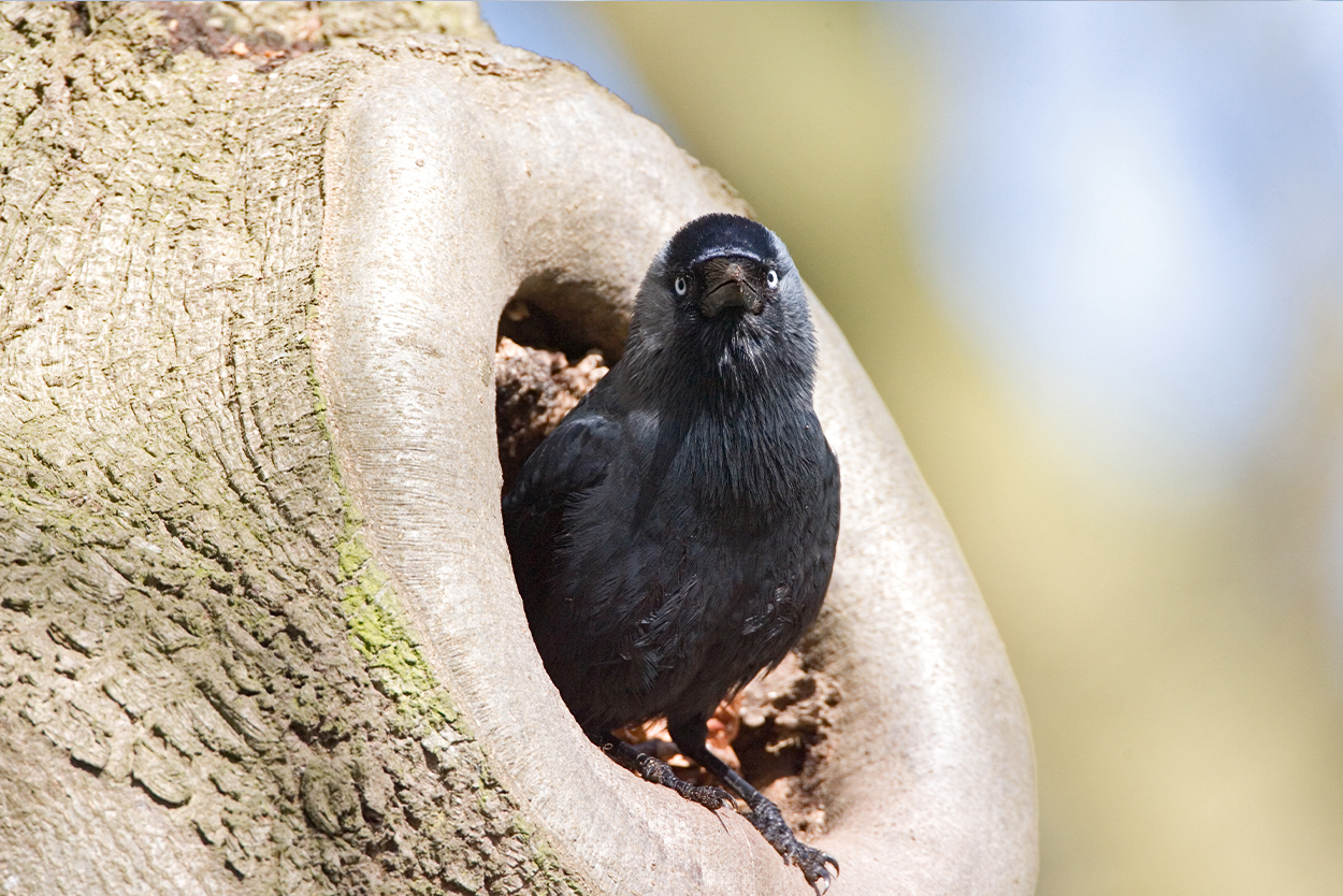 Dieren in bomen