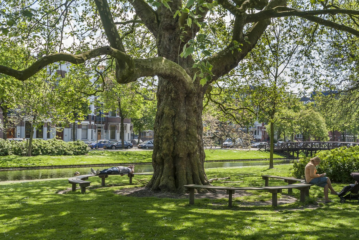 Top 5 klimaatbestendige bomen in steden