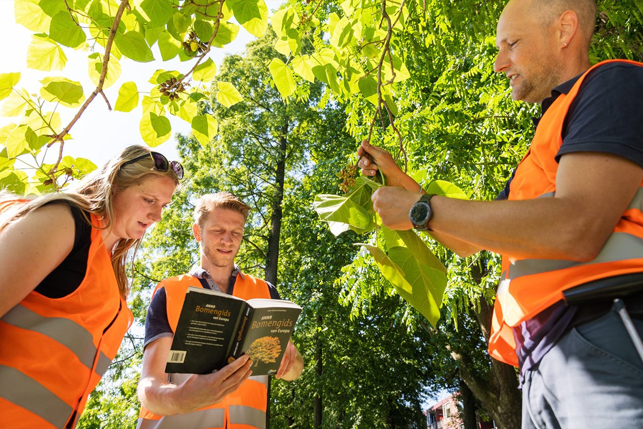 Wetgeving van bomen in steden